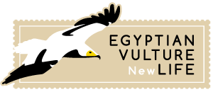 Egyptian Vulture