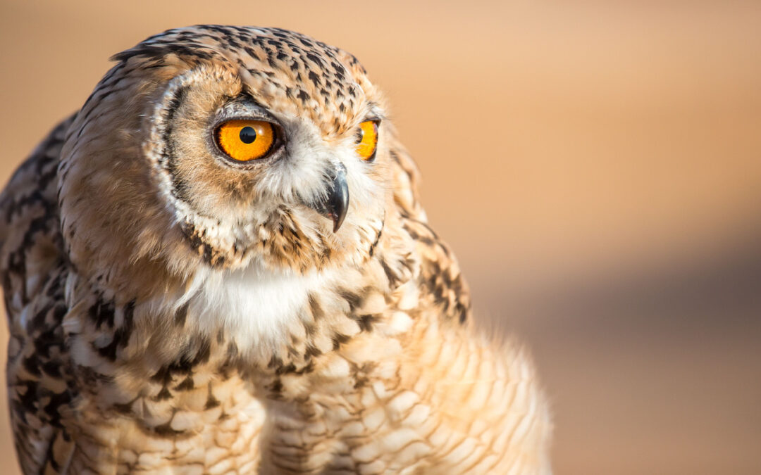 Technology’s Sonic Waves Save Endangered Species, Fight Climate Change