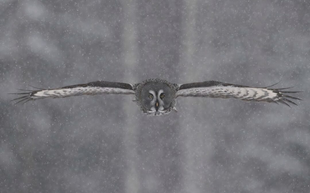 How to Ensure Your Brand isn’t an Endangered Species