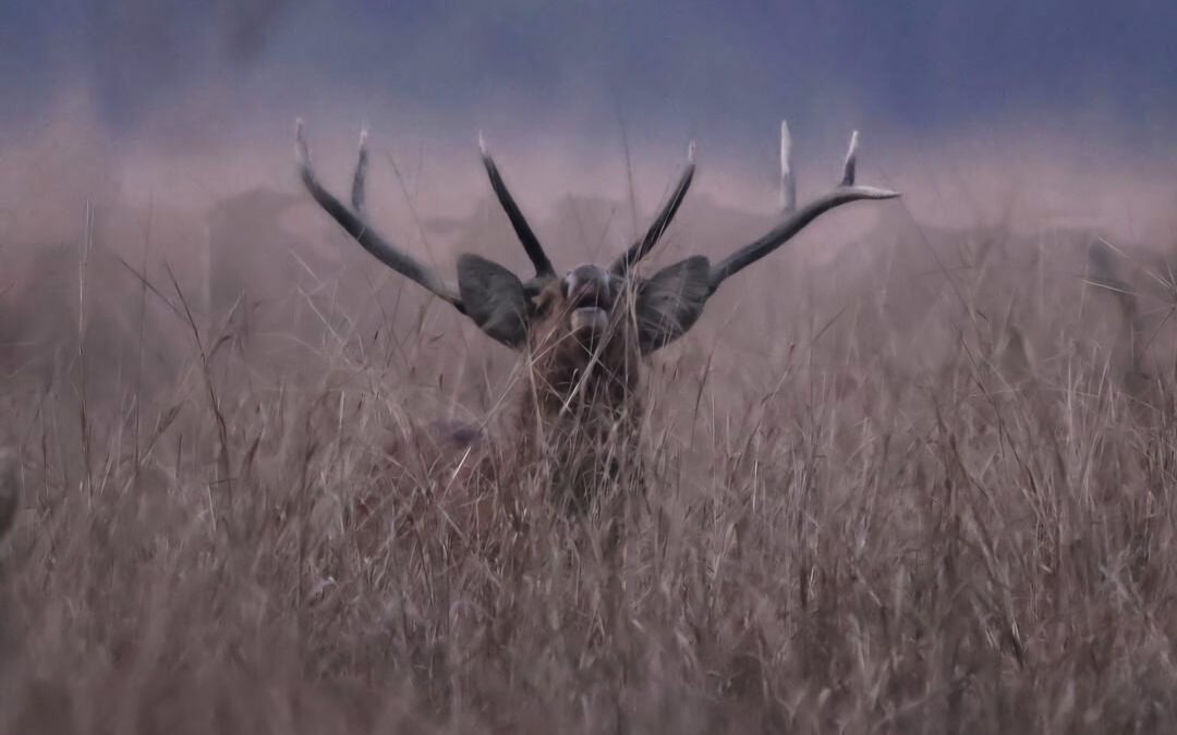 “Endangered Voices” Campaign: Using the Sonic Identity of Popular Brands to Give Endangered Species A Voice